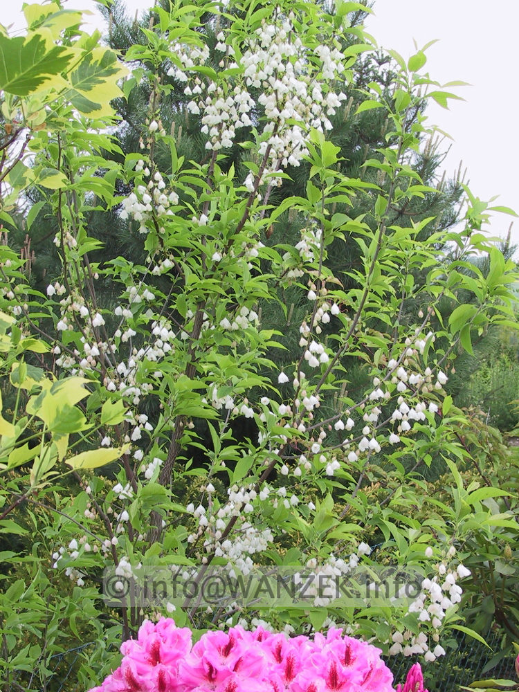 Halesia monticola - Bluehend.jpg